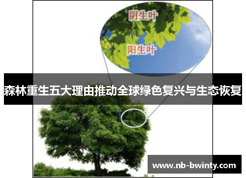 森林重生五大理由推动全球绿色复兴与生态恢复